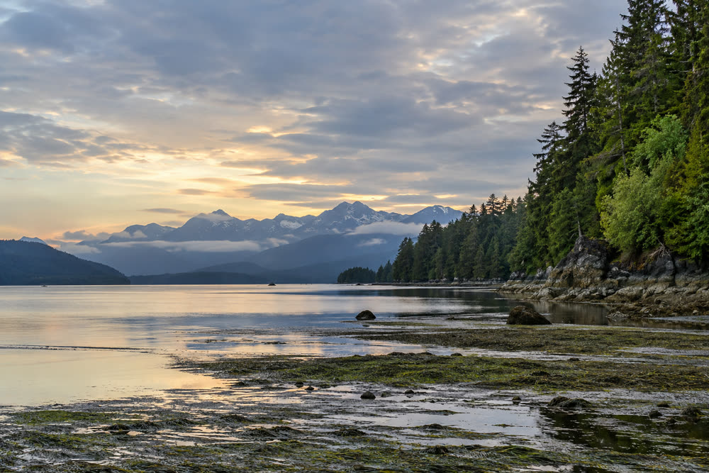 The head of the canal at Belfair at low tide, tideflats and dense firs